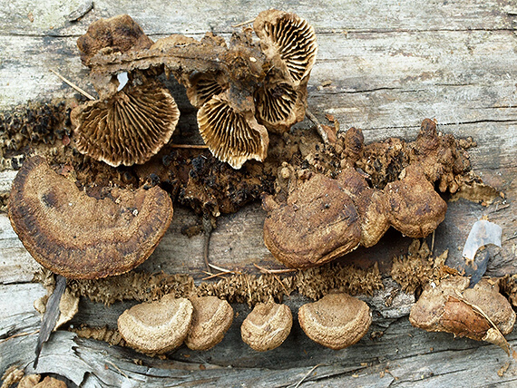 trámovka jedľová Gloeophyllum abietinum (Bull.) P. Karst.