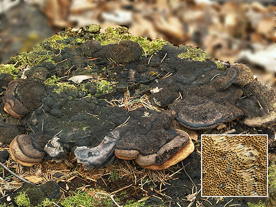 trámovka anízová Gloeophyllum odoratum (Wulfen) Imazeki