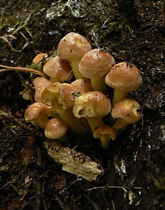 strapcovka tehlovočervená Hypholoma lateritium (Schaeff.) P. Kumm.