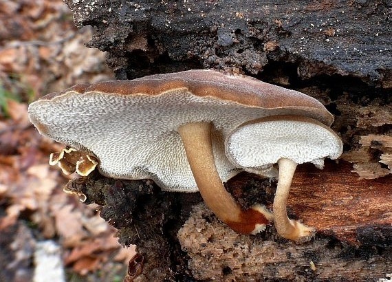 trúdnik zimný Lentinus brumalis (Pers.) Zmitr.