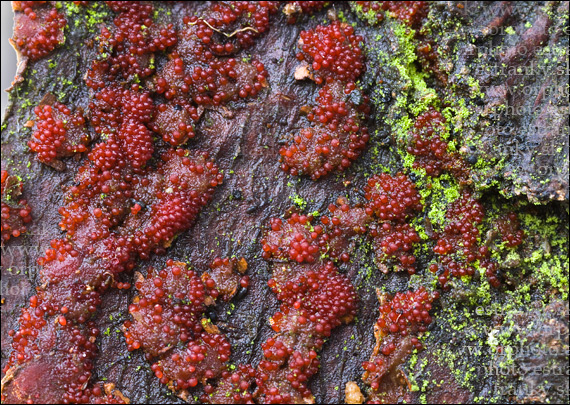 hlivka Neonectria fuckeliana (C. Booth) Castl. & Rossman