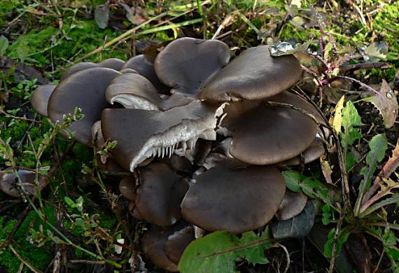 hliva ustricovitá - hlíva ústřičná Pleurotus ostreatus (Jacq.) P. Kumm.