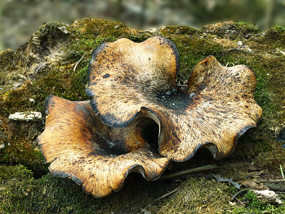 trúdnik tmavohlúbikový Royoporus badius (Pers.) A.B. De