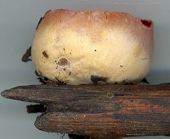 ohnivec šarlátový Sarcoscypha coccinea (Gray) Boud.