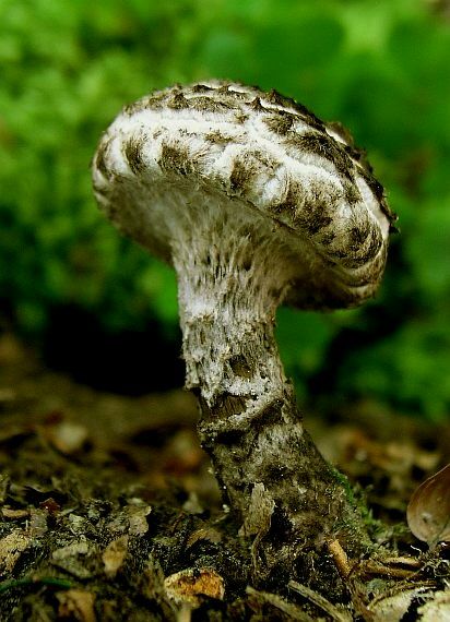 šiškovec šupinatý Strobilomyces strobilaceus (Scop.) Berk.