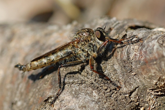 muchárka Tolmerus atricapillus (cf.)