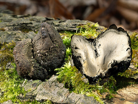 drevnatec kyjakovitý Xylaria polymorpha (Pers.) Grev.