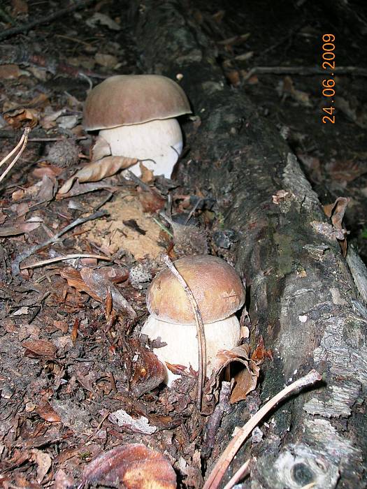 hríb dubový Boletus reticulatus Schaeff.