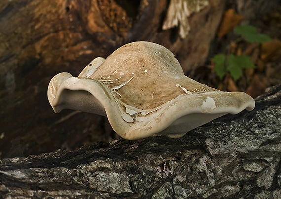 brezovník obyčajný Fomitopsis betulina (Bull.) B.K. Cui, M.L. Han & Y.C. Dai