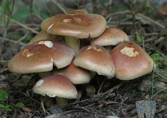 strapcovka tehlovočervená Hypholoma lateritium (Schaeff.) P. Kumm.