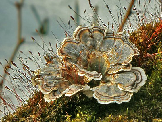 trúdnikovec pestrý Trametes versicolor (L.) Lloyd