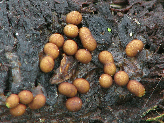 vlasnačka premenlivá Trichia varia (Pers.) Pers.