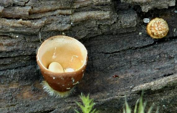 pohárovček obyčajný Crucibulum laeve (Huds.) Kambly