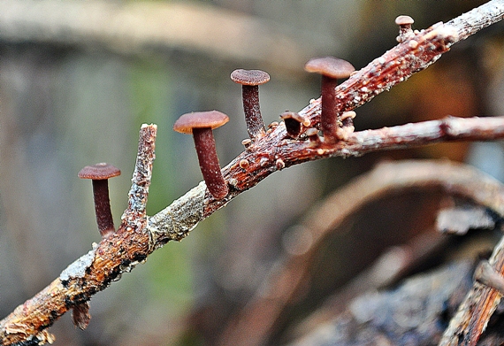 špička smradľavá Gymnopus foetidus (Sowerby) J.L. Mata & R.H. Petersen