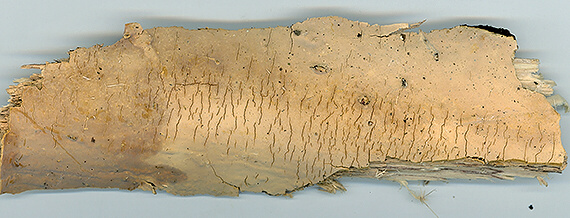 chrastavica gáfrová Scytinostroma portentosum (Berk. & M.A. Curtis) Donk