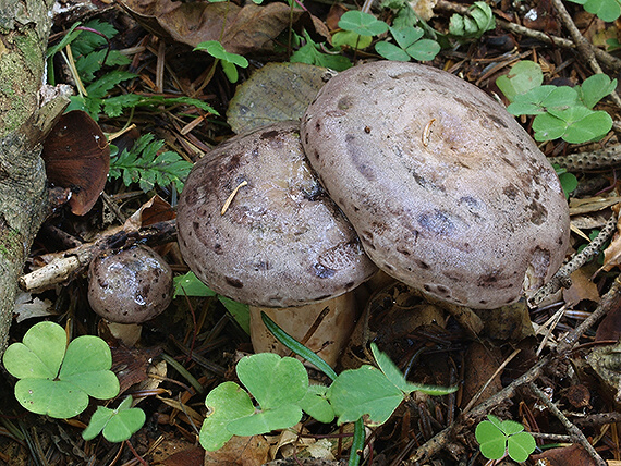 rýdzik severský Lactarius trivialis (Fr.) Fr.