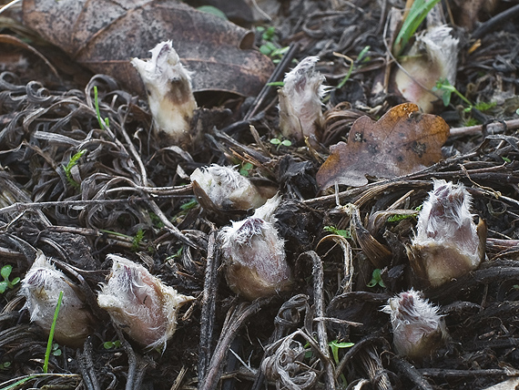 poniklec lúčny český Pulsatilla pratensis subsp. bohemica Skalický