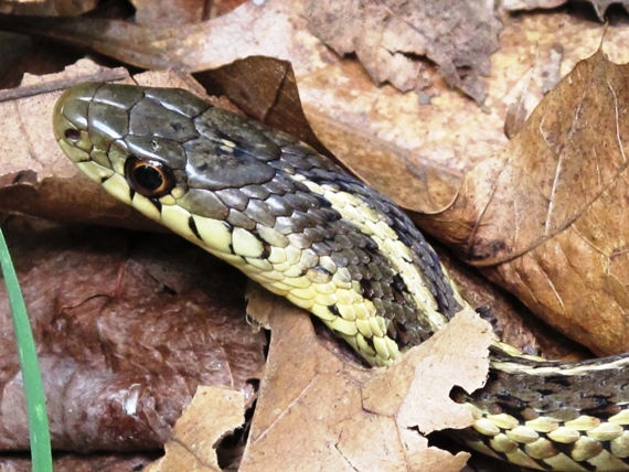 uzovka pasikava Thamnophis s.sirtalis