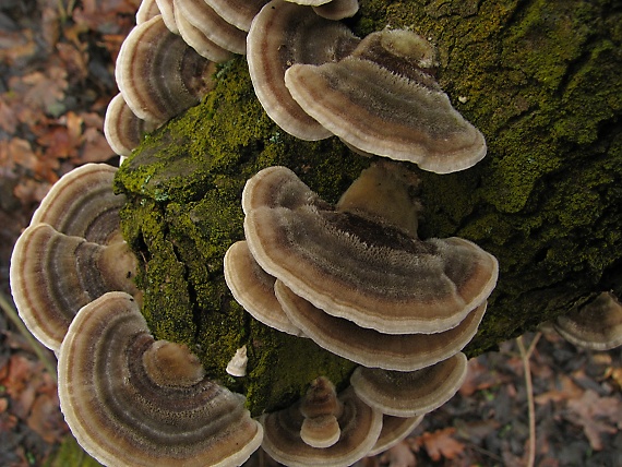 trúdnikovec pestrý Trametes versicolor (L.) Lloyd