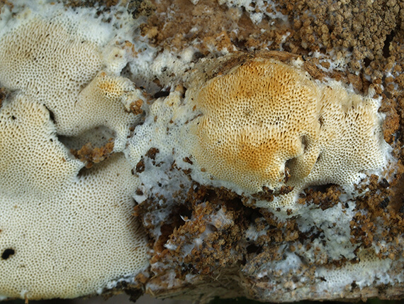 trúdnikovček vŕbový Antrodia macra (Sommerf.) Niemelä