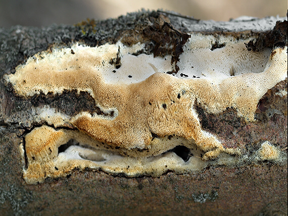trúdnikovček vŕbový Antrodia macra (Sommerf.) Niemelä