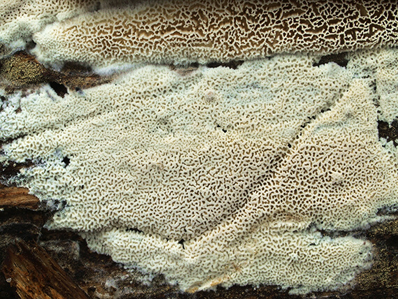 trúdnikovček korkovitý Antrodia sinuosa (Fr.) P. Karst.