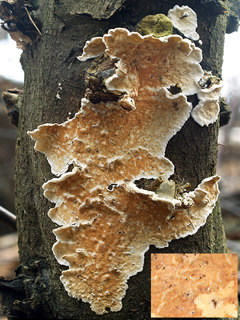 pakôrovec kožovitý Byssomerulius corium (Pers.) Ginns