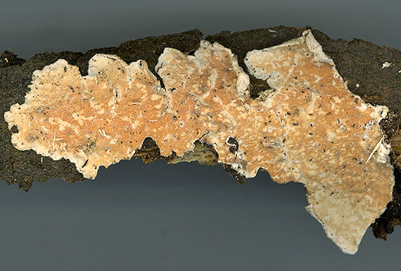pakôrovec kožovitý Byssomerulius corium (Pers.) Ginns