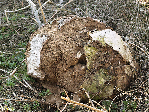 vatovec obrovský Calvatia gigantea (Batsch) Lloyd