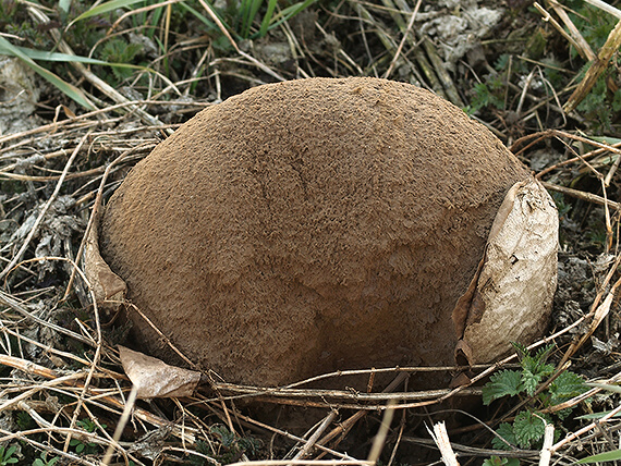 vatovec obrovský Calvatia gigantea (Batsch) Lloyd