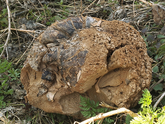 vatovec obrovský Calvatia gigantea (Batsch) Lloyd