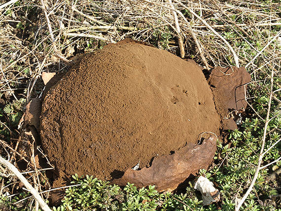 vatovec obrovský Calvatia gigantea (Batsch) Lloyd