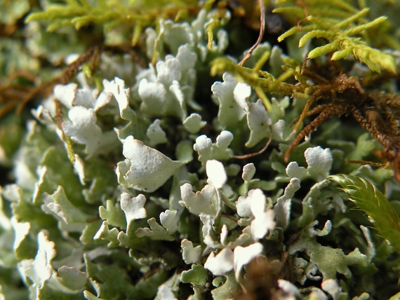 dutohlávka Cladonia foliacea (Huds.) Willd.