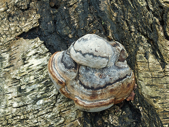 práchnovec kopytovitý Fomes fomentarius (L.) J.J. Kickx