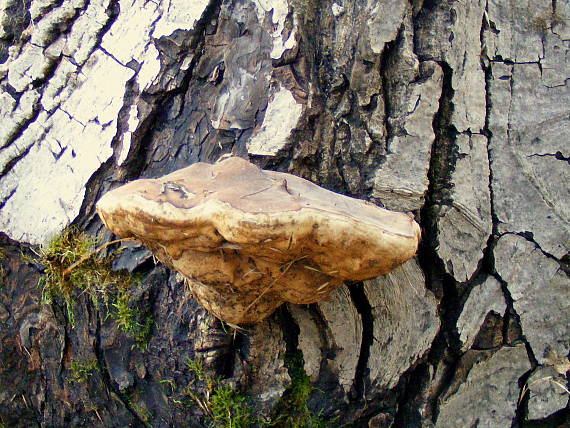 brezovník obyčajný Fomitopsis betulina (Bull.) B.K. Cui, M.L. Han & Y.C. Dai