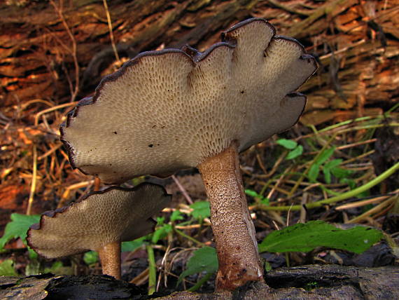 trúdnik zimný Lentinus brumalis (Pers.) Zmitr.