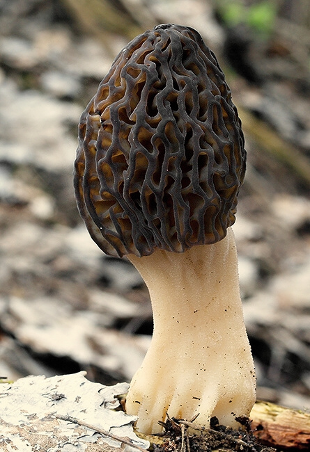 smrčok vysoký Morchella elata Fr.