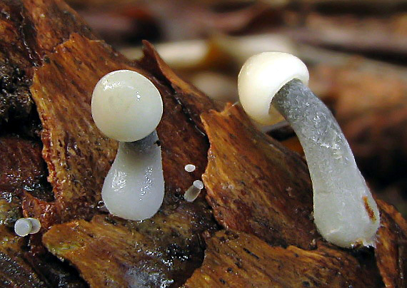 prilbička šišková Mycena strobilicola J. Favre & Kühner