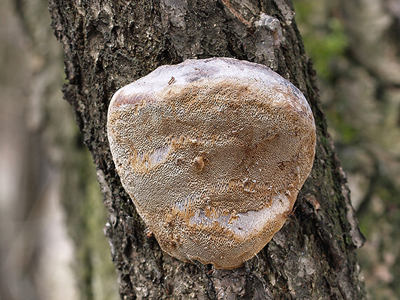 ohňovec slivkový Phellinus pomaceus (Pers.) Maire