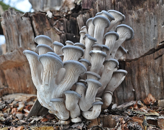 hliva ustricovitá Pleurotus ostreatus (Jacq.) P. Kumm.