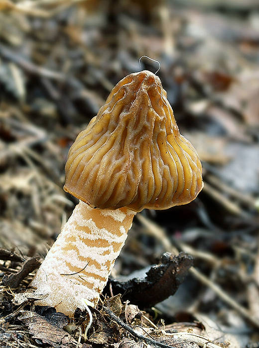 smrčkovec český Verpa bohemica (Krombh.) J. Schröt.