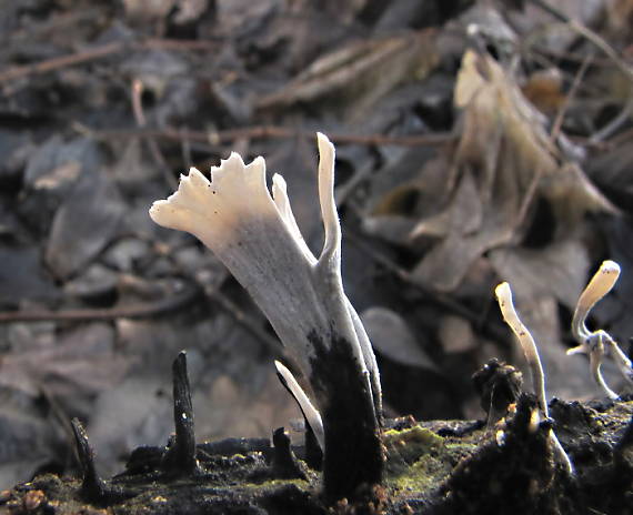 drevnatec parohatý Xylaria hypoxylon (L.) Grev.