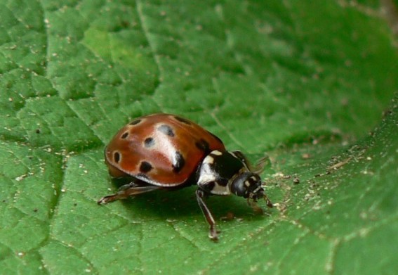 lienka veľká - slunéčko velké Anatis ocellata L. 1758