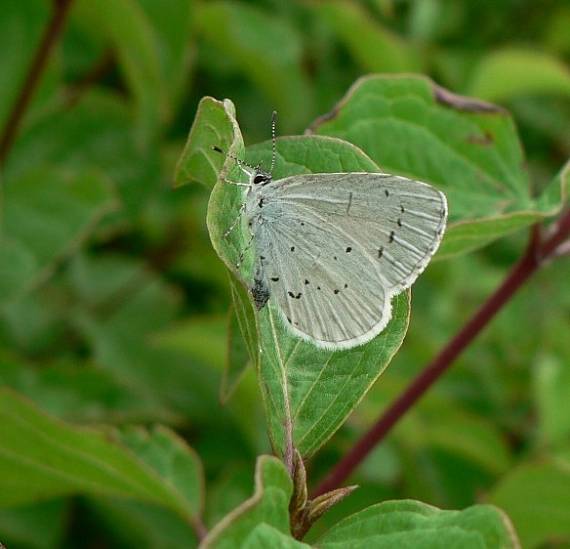 modráčik krušinový Celastrina argiolus L. 1758