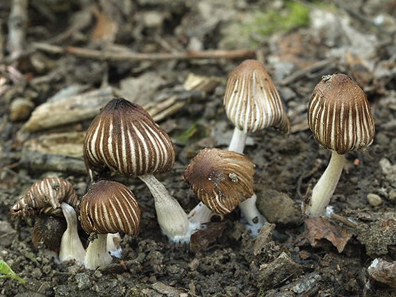 hnojník zriasený Coprinellus impatiens (Fr.) J.E. Lange