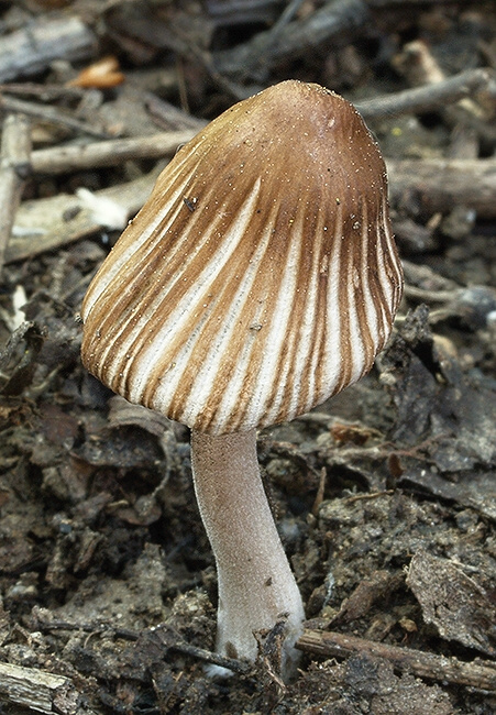 hnojník zriasený Coprinellus impatiens (Fr.) J.E. Lange