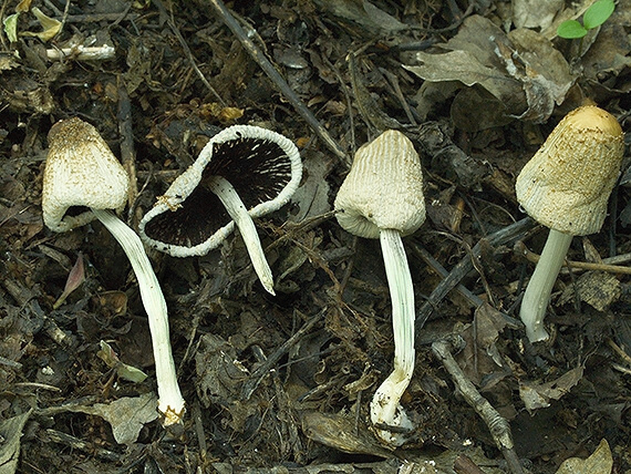 hnojník lúčový Coprinellus radians (Desm.) Vilgalys, Hopple & Jacq. Johnson