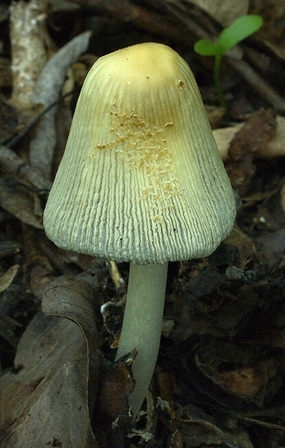 hnojník lúčový Coprinellus radians (Desm.) Vilgalys, Hopple & Jacq. Johnson