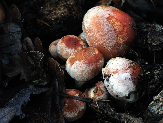 strapcovka tehlovočervená  Hypholoma sublateritium (Fr.) Quél.