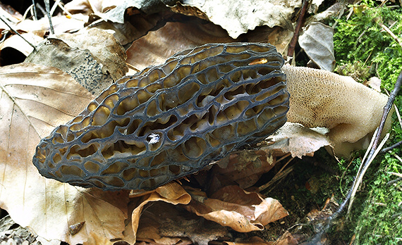 smrčok kužeľovitý Morchella conica Pers.